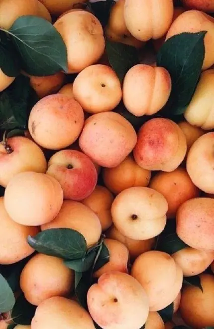قاب زیبای full hd از میوه های هلو سرشار از ویتامین و مواد معدنی