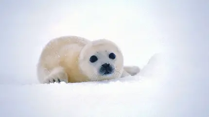 کیوت ترین تصویر از بچه فک بامزه برای دوست داران حیوانات قطبی