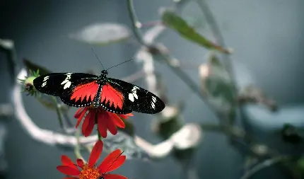 تصویر زمینه جذاب پروانه جالب قرمز روی گل قرمز با کیفیت بالا 