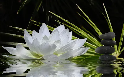 عکس استوک حیرت آور  تلفیق سنگ و گل ذن طبیعت پرطرفدار ژاپن