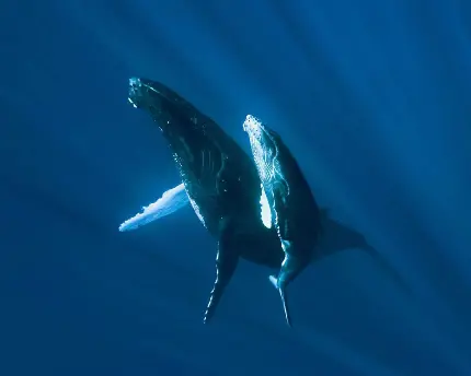 دانلود تصویر پس زمینه باکیفیت از نهنگ کوهان دار برای لپ تاپ
