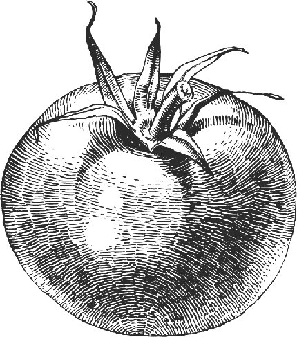 عکس گوجه فرنگی tomato سیاه و سفید با خطوط تماشایی