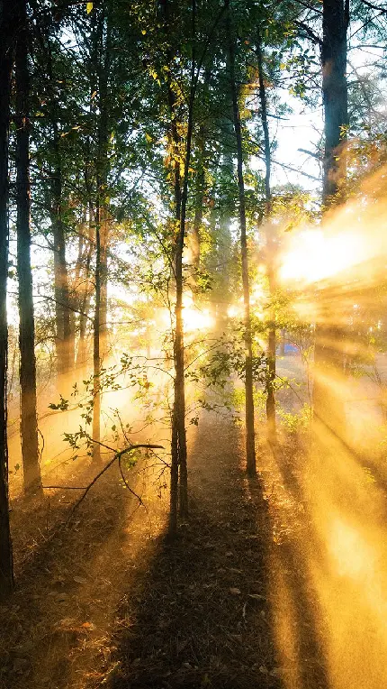 پس زمینه تماشایی نفوذ نور خورشید میان درختان جنگل در فصل پرآوازه تابستان