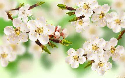 تصویر دیجیتالی نقاشی شده از شکوفه های بهاری نونهال سیب