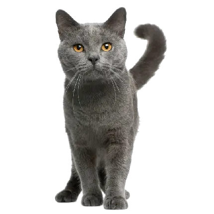 دانلود فایل پی ان جی و بدون زمینه و دوربری شده گربه خاکستری