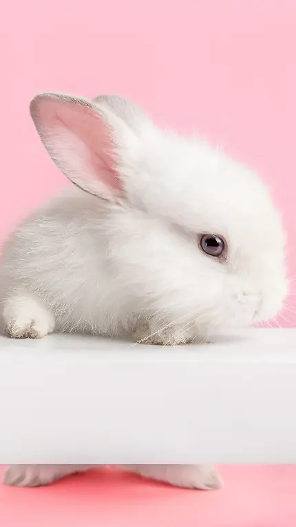 تصویر پروفایل خرگوش پشمالو و کیوت با چشم های تیله ای