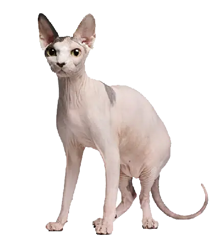تصویر png پی ان جی گربه خوشگل اسفینکس Sphynx cat بدون مو