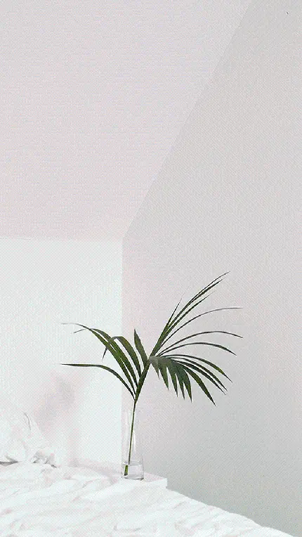 عکس مینیمال شاخه نخل در گلدان شیشه ای اتاق سفید رنگ