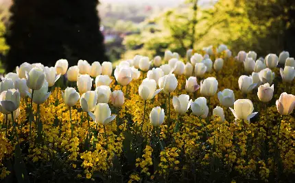 عکس علفزار زیبا و گل های سفید آرامش دهنده با کیفیت عالی