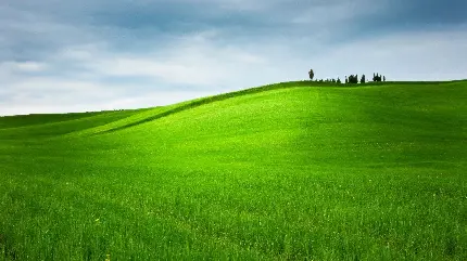 عکس چمن برای فتوشاپ