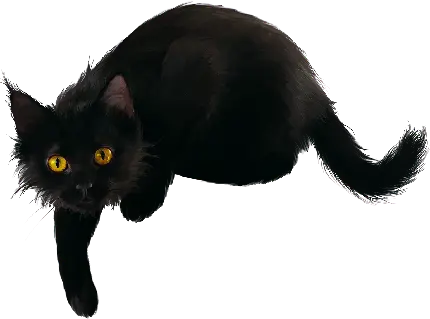 عکس گربه مشکی بدون زمینه دوربری شده ویژه نرم افزار های فتوشاپ