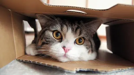 تصویر پربازدیدترین گربه یوتیوب Maru cat داخل کارتن