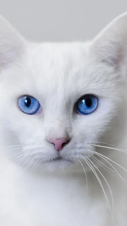 بک گراند گربه سفید با چشم های آبی خوشرنگ و مسحور کننده