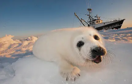 عکس فک سفید کوچولو در قطب شمال ویژه محیط کامپیوتر