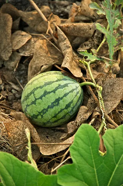 عکس منحصر به فرد و دیدنی از هندوانه طبیعی در حال رشد 