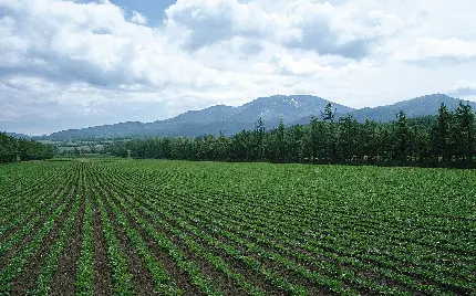 عکس کشتزار و مزرعه بزرگ و سرسبز برای دانشجوهای رشته کشاورزی