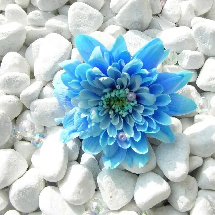 عکس پروفایل گل زیبا و جدید آبی روی سنگریزه با کیفیت عالی