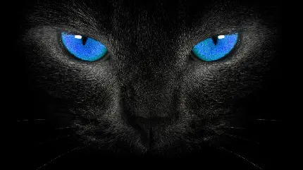 خفن ترین پس زمینه گربه سیاه وحشی با چشمان آبی مخصوص لپ تاپ