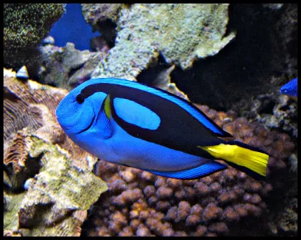 دانلود عکس ماهی Fish آبی رنگ با الگوی ساده روی بدن 