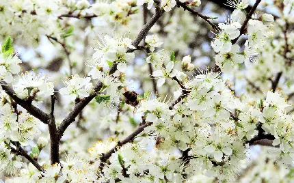 عکس پروفایل از شکوفه های درخت سیب و زنبور شگفت آور