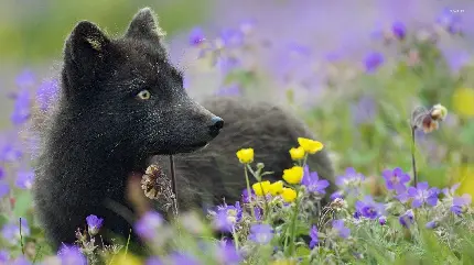 تصویر زمینه بچه روباه سیاه در دشت پر گل مناسب کامپیوتر