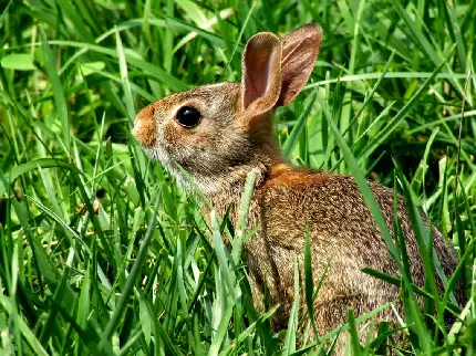 تصویر زمینه با طراوت خرگوش وحشی برای دوستداران این حیوان 