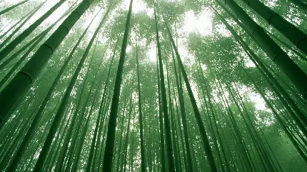 تصویر رایگان از درختان بامبو با عالی ترین کیفیت 