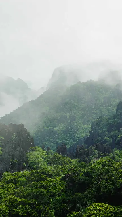 دانلود عکس استوک طبیعت جنگل های کوهستانی پنهان شده در مه