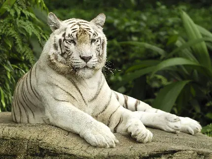 تصاویر استوک ببر سفید واقعی بنگال زیبا یک حیوان وحشی و درنده