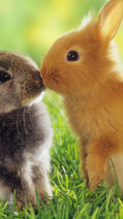 عکس پس زمینه عاشقانه و از دو خرگوش بامزه با کیفیت بالا