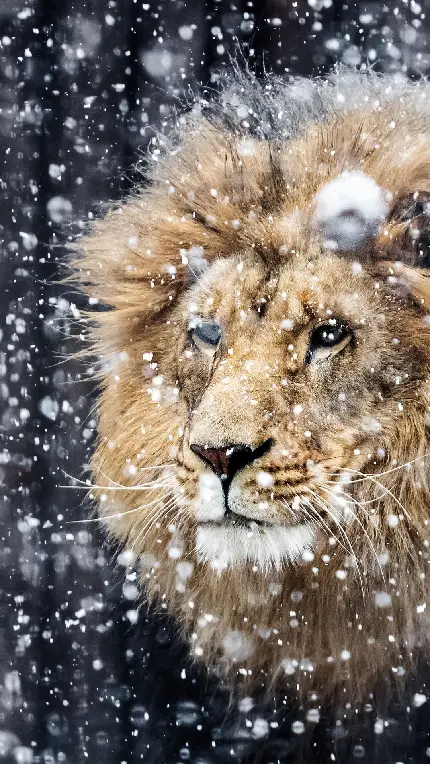 والپیپر خفن پسرانه شیر جنگل زیر بارش برف مناسب گوشی آیفون