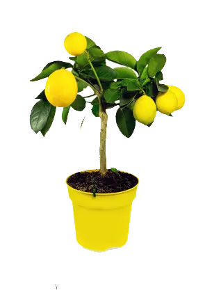 عکس منحصر به فرد و دیدنی از درخت لیمو با گلدان زرد