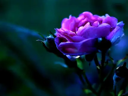 تصویر رز بنفش گلی خاص و چشمگیر و یک انتخاب محبوب برای باغچه