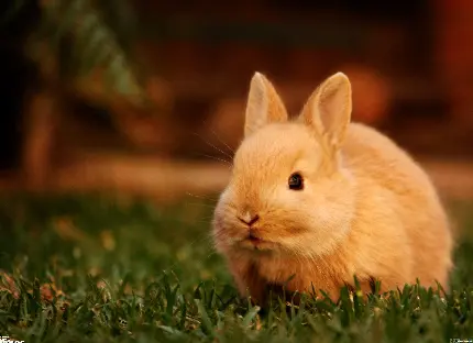 تصویر زمینه خرگوش بامزه کوچولو در چمن برای ویندوز 11