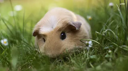 بکگراند شگفت آور و جالب از خوکچه هندی با گوش های کوچک 