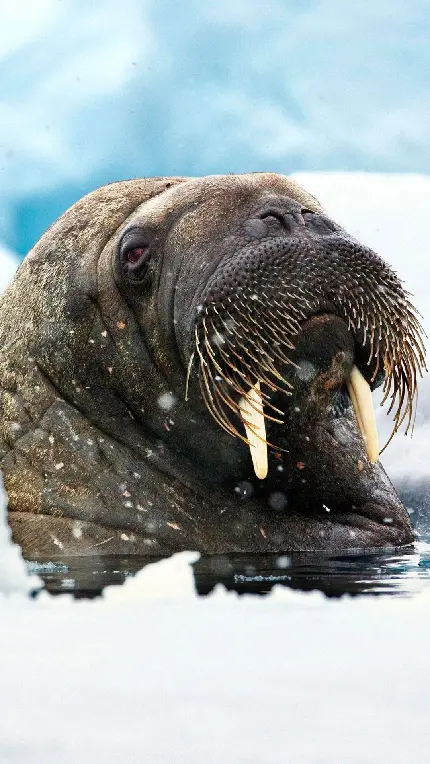 عکس چهره گراز دریایی در نمای نزدیک با دندان ها دراز و بزرگ