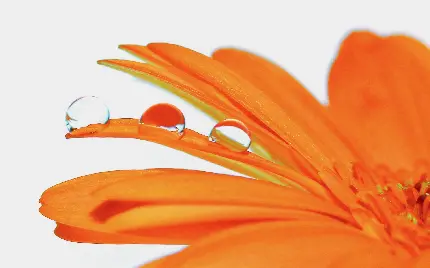 عکس با کیفیت و خوش منظر از گل زیبای نارنجی با قطرات شبنم 