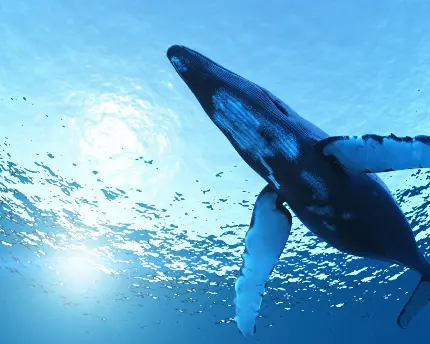 عکس نهنگ کوهان دار درحال شنا نزدیک سطح آب با کیفیت اچ دی