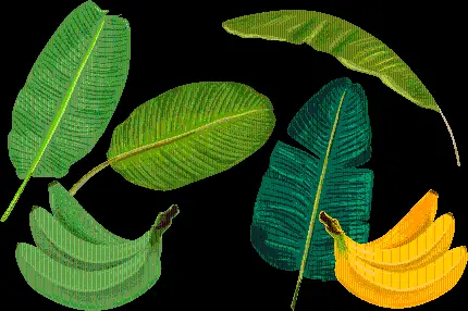 دانلود عکس برگ میوه موز png با طیف های مختلف رنگ سبز 