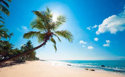 عکس از درختان نخل در هوای گرمسیری استوایی جزیره فرازیونه در سیشل اقیانوس هند 