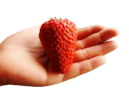  عکس قشنگ از توت فرنگی خیلی بزرگ و زیبا در داخل دست با فرمت PNG