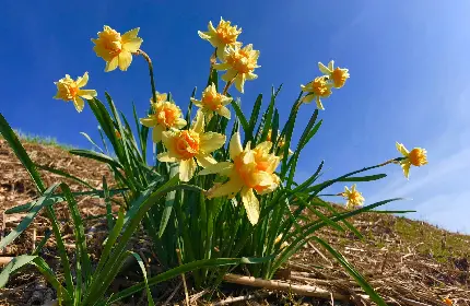 دانلود تصویر رایگان از گل قشنگ نرگس مناسب تصویر زمینه تبلت 