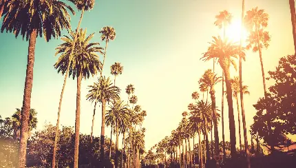 عکس منظره زیبا از انواع درختان نخل لحظه طلوع آفتاب در شهر لس آنجلس