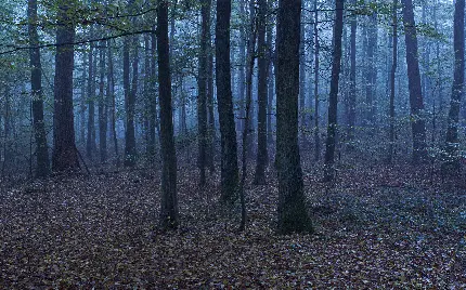 تصویری برای استوری از جنگل تاریک و هولناک با درختان باریک و بلند