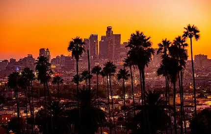 عکس لایه باز درختان نخل دم روباهی در لس آنجلس بزرگترین شهر ایالت کالیفرنیا لحظه غروب