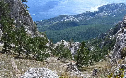 والپیپر زیبا از کوهستان پر از درخت چنار و بلند قامت