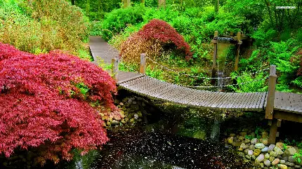 والپیپر زیبا و دیدنی گل های قرمز و ذن طبیعت معروف ژاپن 