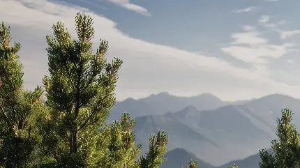 تصویری تماشایی و دلنشین از جنگل و کوه های پی در پی 