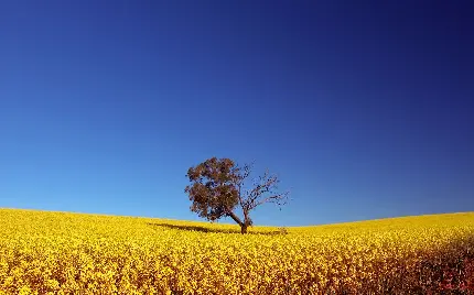 تصویر پس زمینه فوق العاده زیبا از درخت تنها در دشت برای ویندوز