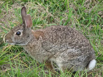 عکس خرگوش وحشی بامزه برای تصویر زمینه در چمن ها 